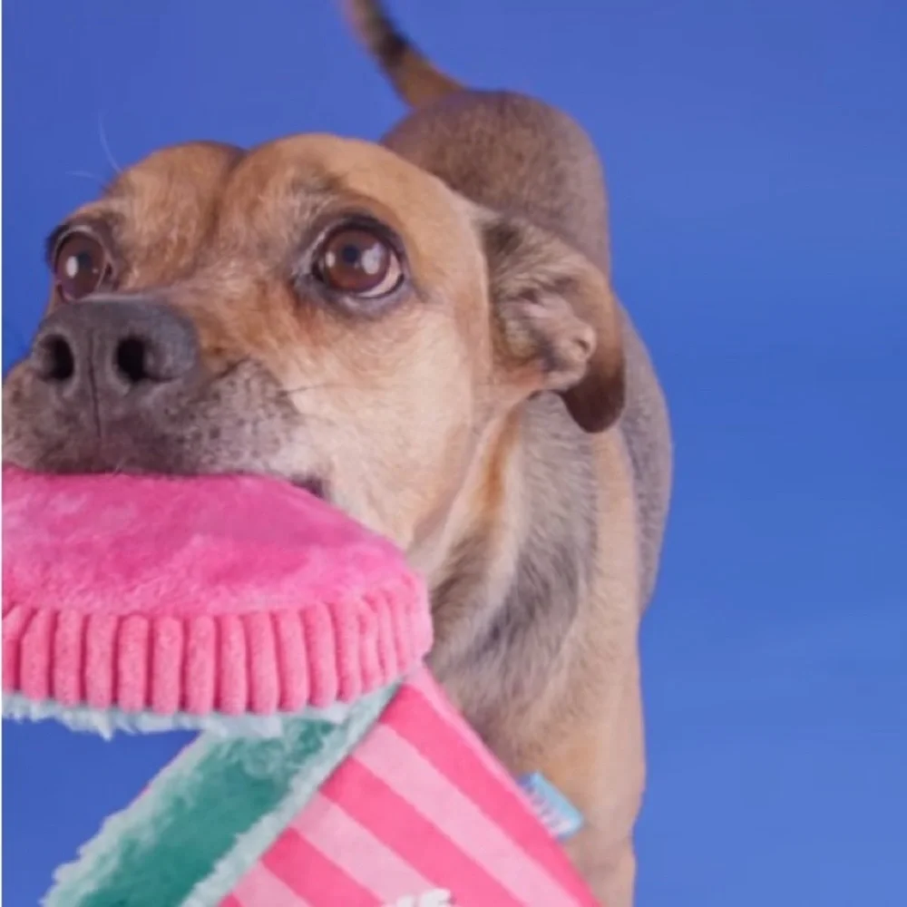 Bark ‘Beg & Hairy's Ice Cream’ Plush Dog Toy(s)